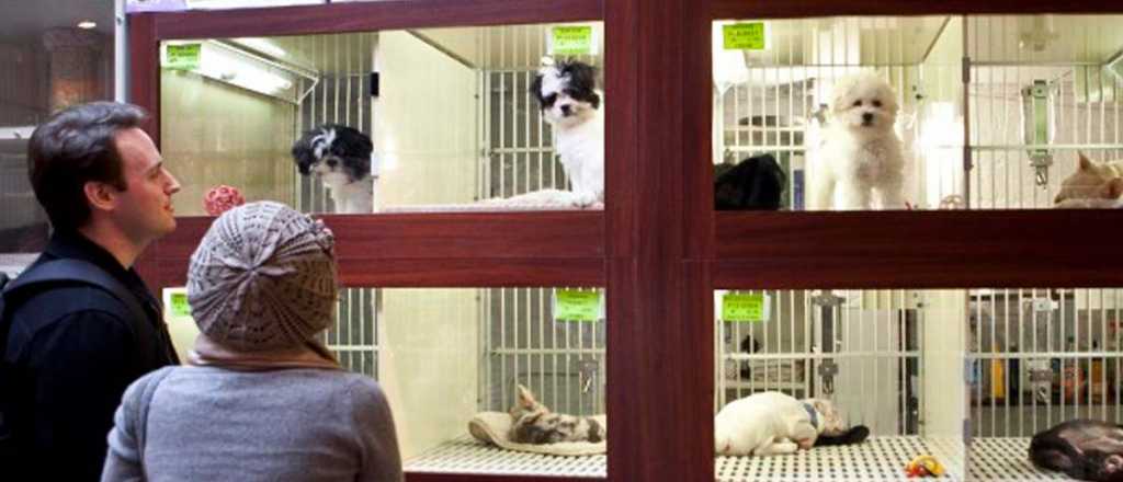 San Martín multará a comercios que exhiban y vendan animales 