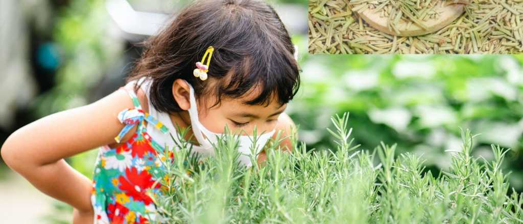 Por qu&eacute; Harvard recomienda el romero para la memoria y el cerebro