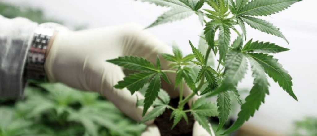 Explot&oacute; de inscriptos la carrera para el Cultivo de Cannabis en Mendoza