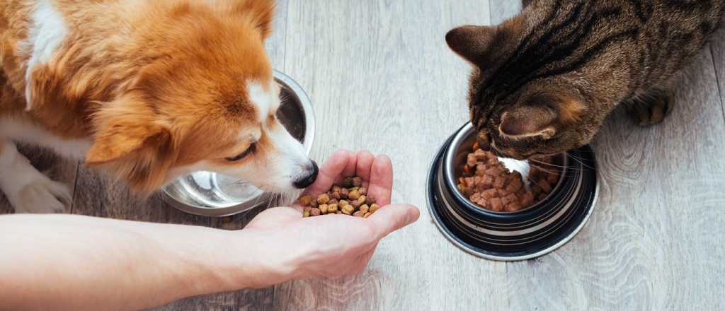 Por el cepo a las importaciones podr&iacute;a faltar alimento para mascotas