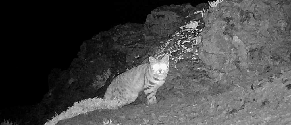La imagen que confirma la presencia del gato andino en Mendoza