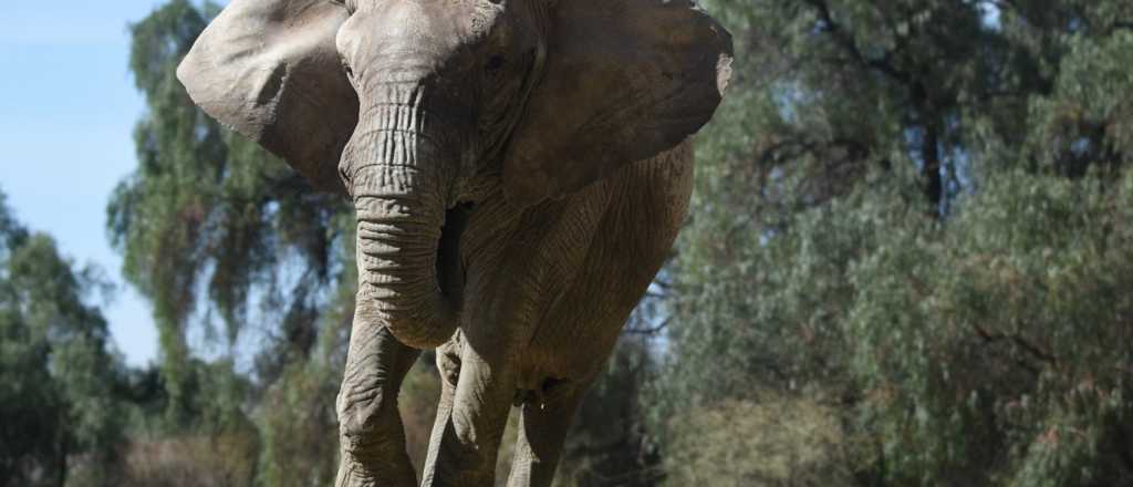 La elefanta Kenia será trasladada al santuario de Brasil