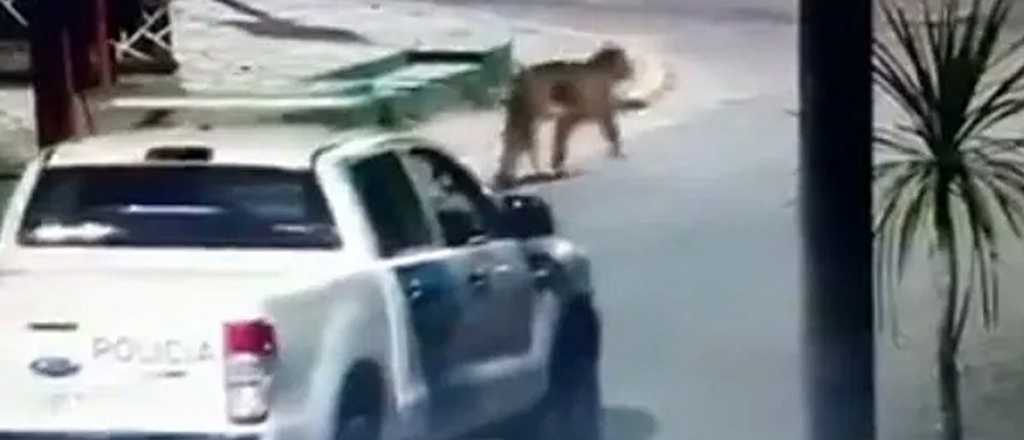 Video: alarma por un grupo de pumas sueltos en las calles de Villa Gesell
