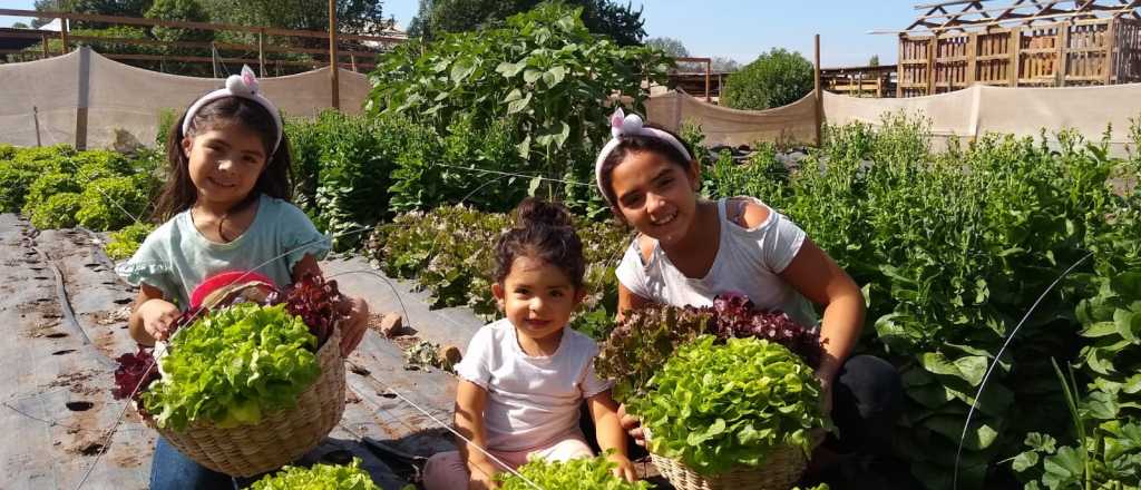 Propuesta innovadora para combatir la crisis: huertas urbanas comunitarias