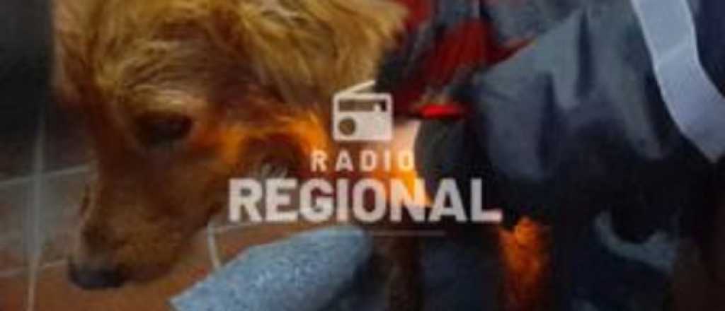 El "psicópata de los perros" de San Martín sigue atacando: 5 casos en un mes