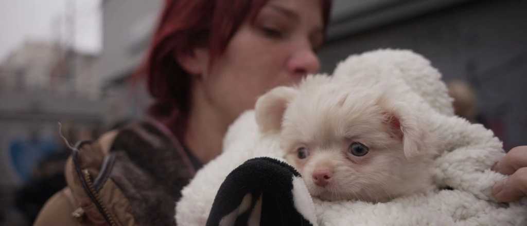 La nueva vida de los perros rescatados de criadero donde eran explotados