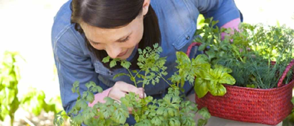 ¿Cuál es la súper planta que es ideal para la salud y el jardín?