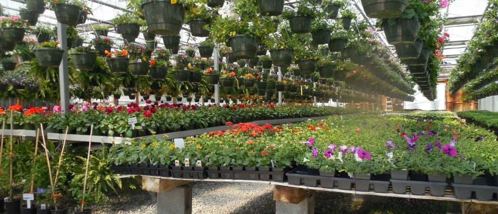Plantas: los trucos que ocultan los dueños de los viveros