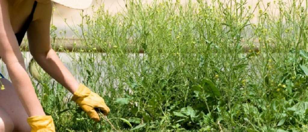 Trucos para eliminar los yuyos del jardín