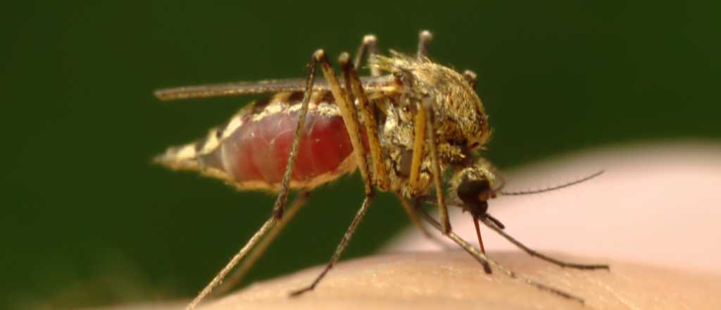 ¿Por qué los mosquitos pican a unos y a otros no?