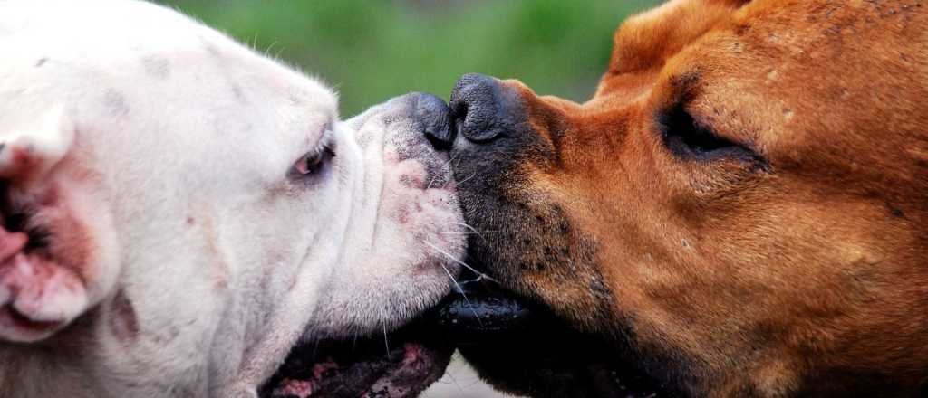 El vínculo entre un perro y su dueño es similar al de una madre y su hijo