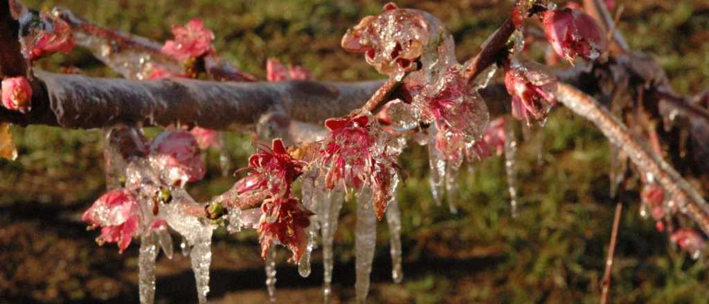 Aumentaron 30% las compensaciones del Seguro Agrícola 