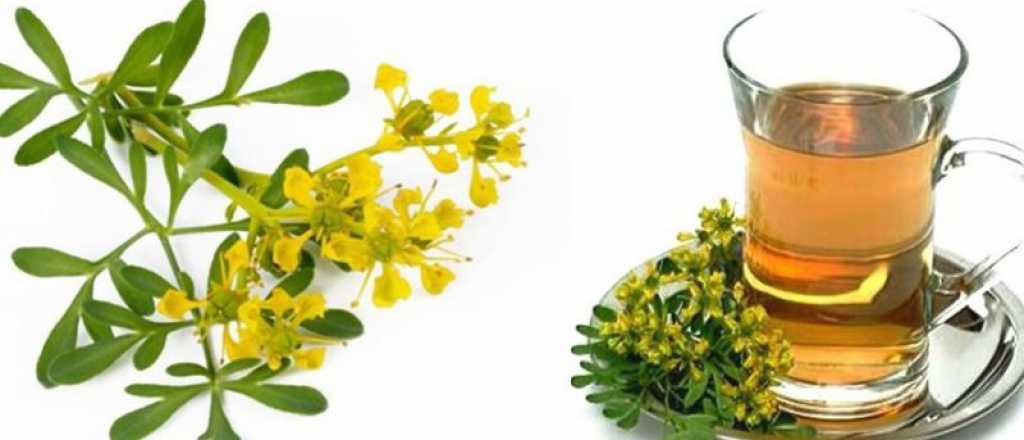 Ca&ntilde;a con ruda: c&oacute;mo y cu&aacute;ndo se bebe 