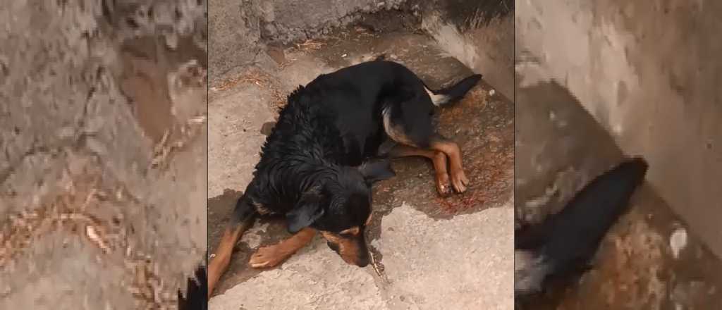 Una perrita fue torturada y arrojada a un canal en San Martín