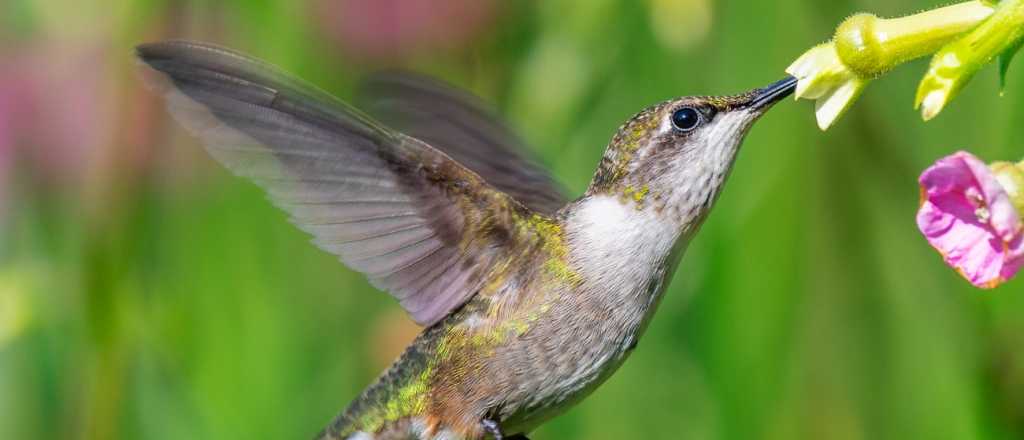 Las 5 plantas que más atraen a los colibríes
