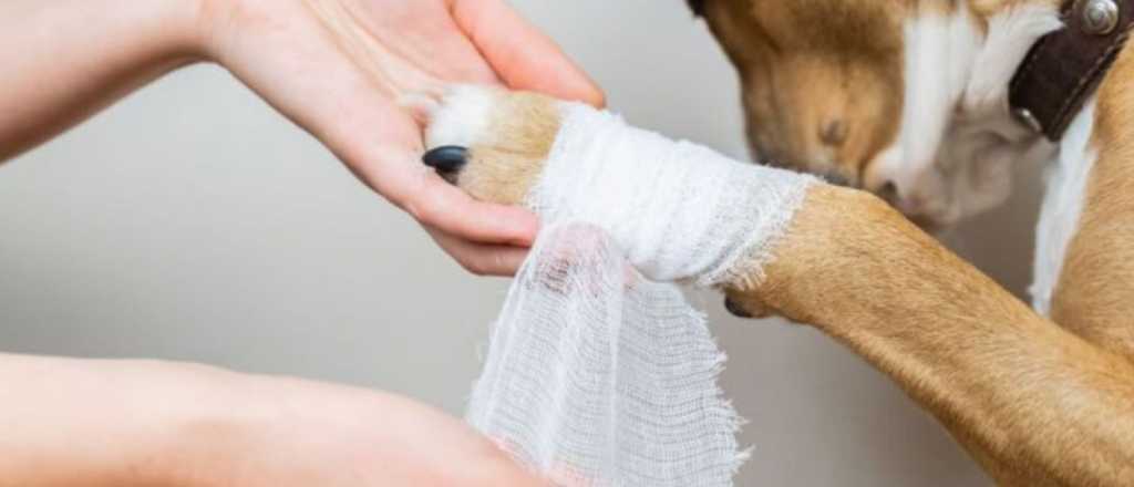 Lo que tenés que saber y hacer para que cicatrice una herida de tu perro 