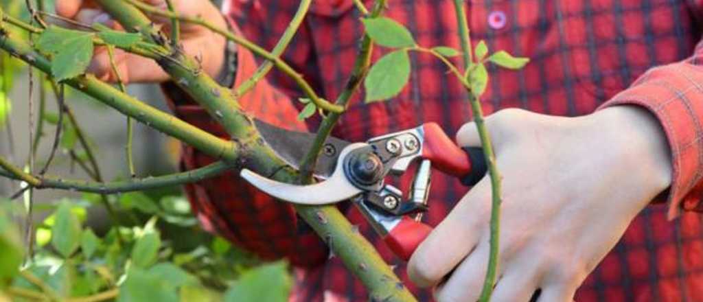 Así tenés que podar los rosales