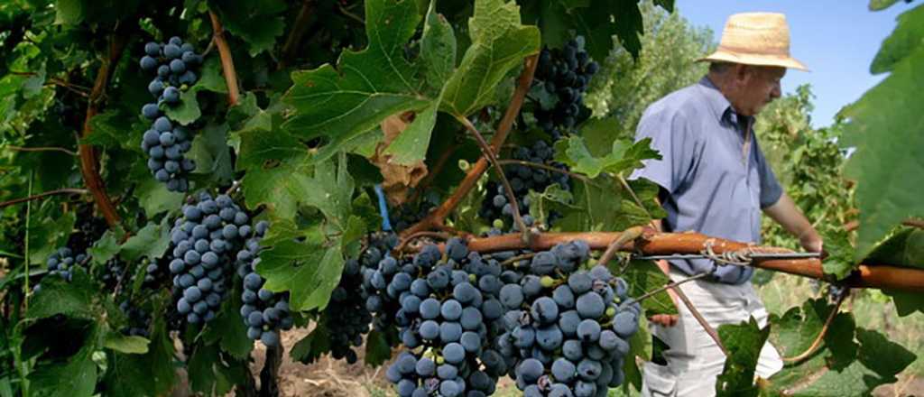 Mendoza recibir&aacute; de Naci&oacute;n $660 millones para combatir la polilla de la vid
