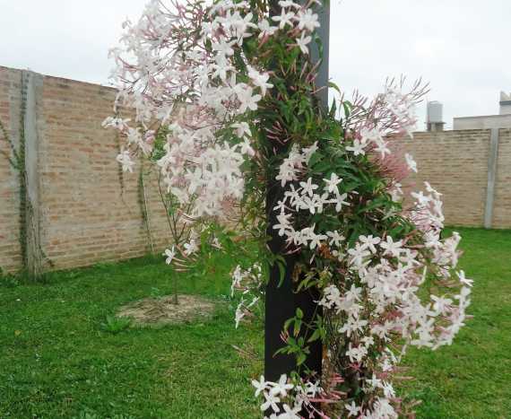 Details 100 picture tipos begonias - Abzlocal.mx