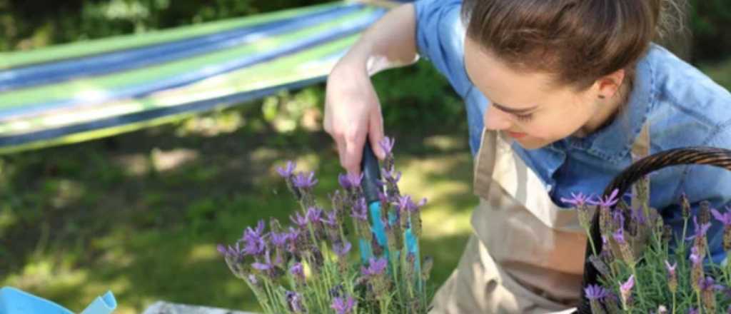As&iacute; pod&eacute;s cultivar flores de lavanda en una taza