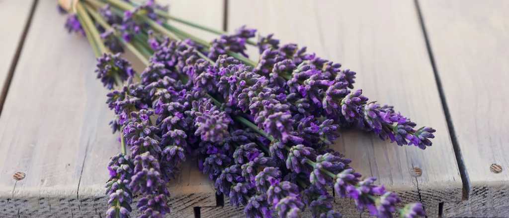 C&oacute;mo extraer las semillas de tu planta de lavanda en dos simples pasos