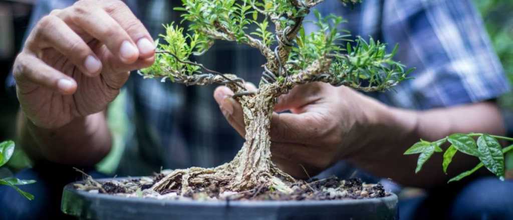 Estas plantas de interior roban tu energ&iacute;a seg&uacute;n el Feng Shui