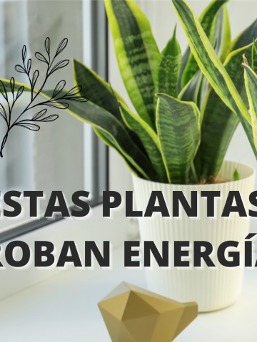 Estas plantas roba energía - Mendoza Post