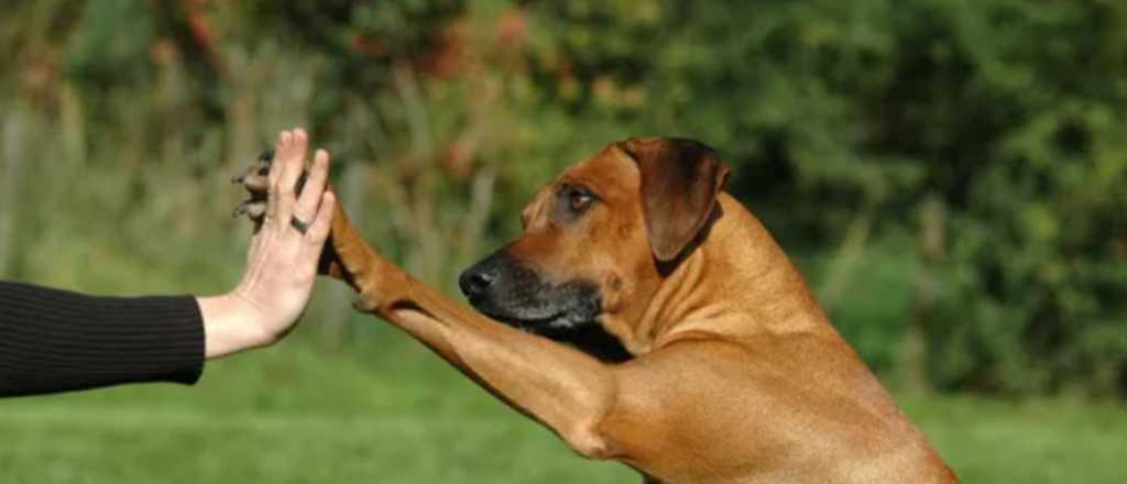 Una a una: las razas de perros m&aacute;s amigables para tener en casa