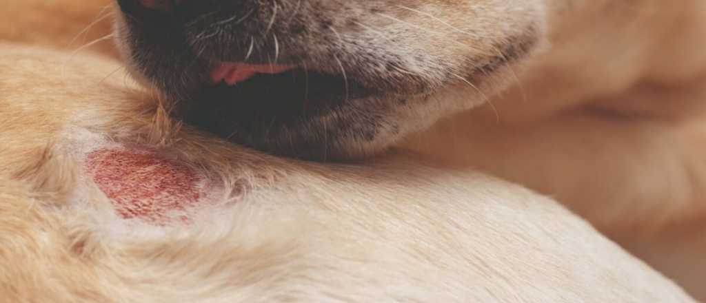 Cómo curar con remedios caseros la sarna de los perros