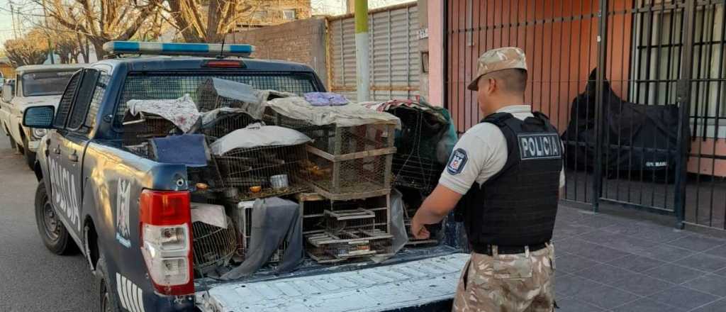 Rescataron a m&aacute;s de 80 aves en cautiverio en Maip&uacute;