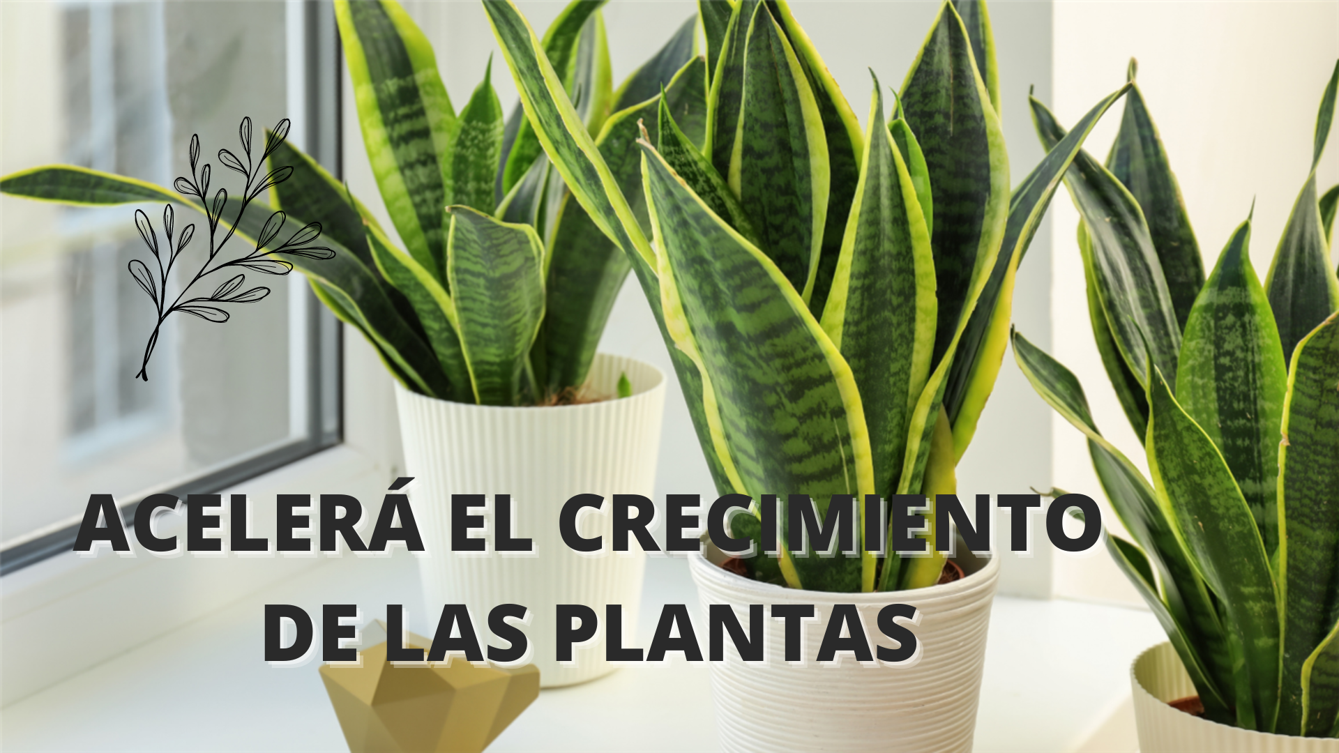 Acelerá el crecimiento de las plantas - Mendoza Post