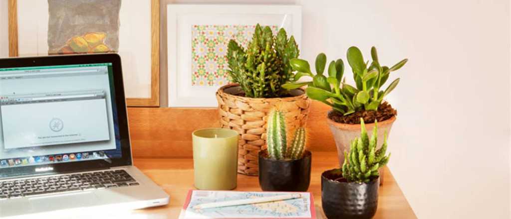 Plantas para decorar el escritorio: cuáles puedo usar