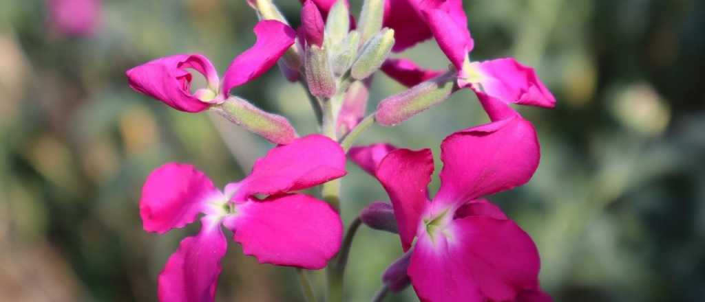 Por qu&eacute; el alel&iacute; es la mejor opci&oacute;n para esta &eacute;poca