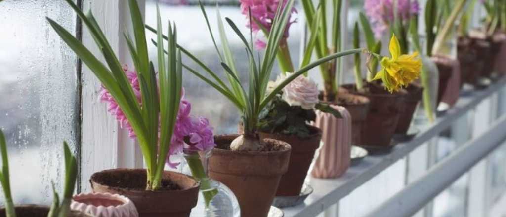 &iquest;C&oacute;mo hacer para que los Jacintos florezcan constantemente?