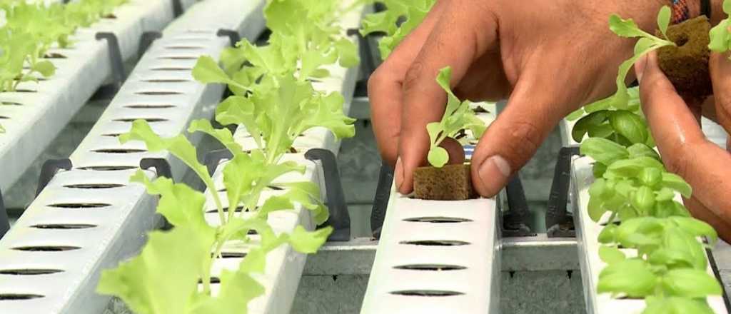 C&oacute;mo ense&ntilde;ar a los ni&ntilde;os a cultivar sin tierra