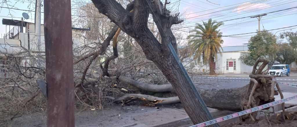 Cay&oacute; un &aacute;rbol en Dorrego y el tr&aacute;nsito est&aacute; interrumpido