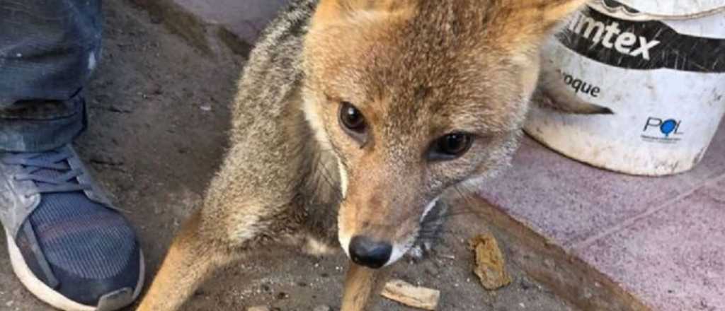Rescataron a un zorro cerca de Casa Rosada y una lechuza en Villa Lugano
