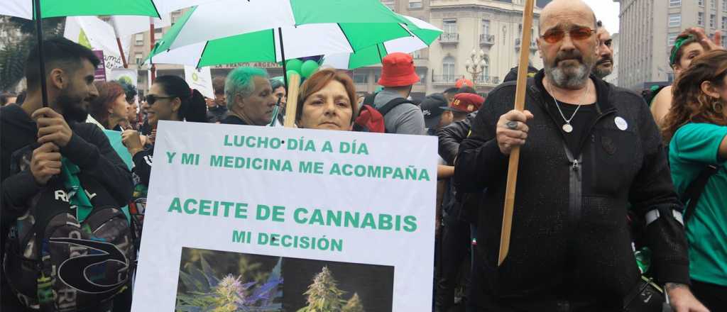 Cannabis: organizaciones piden la regulación en el uso adulto 