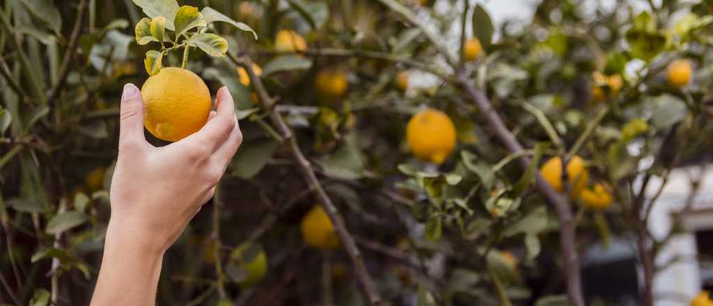 El secreto para sacar limones m&aacute;s grandes y jugosos del limonero
