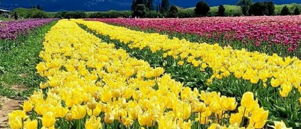 Así es el campo de tulipanes que florece una vez al año