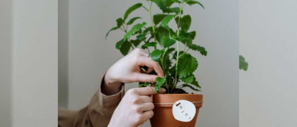 Est&aacute;s son las 3 plantas arom&aacute;ticas que ahuyentan a las moscas