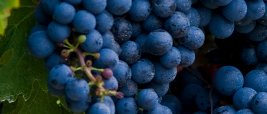 Diez vinos para degustar en el Día del Cabernet Sauvignon