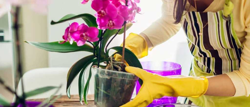Fertilizantes caseros para que tus orquídeas florezcan todo el año