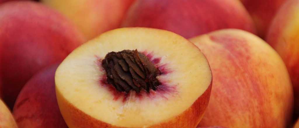 El m&eacute;todo m&aacute;s sencillo para germinar semillas de durazno