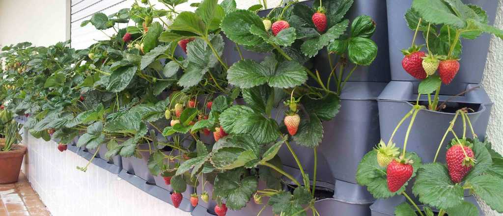 Tips muy fáciles para plantar fresas en tu casa 