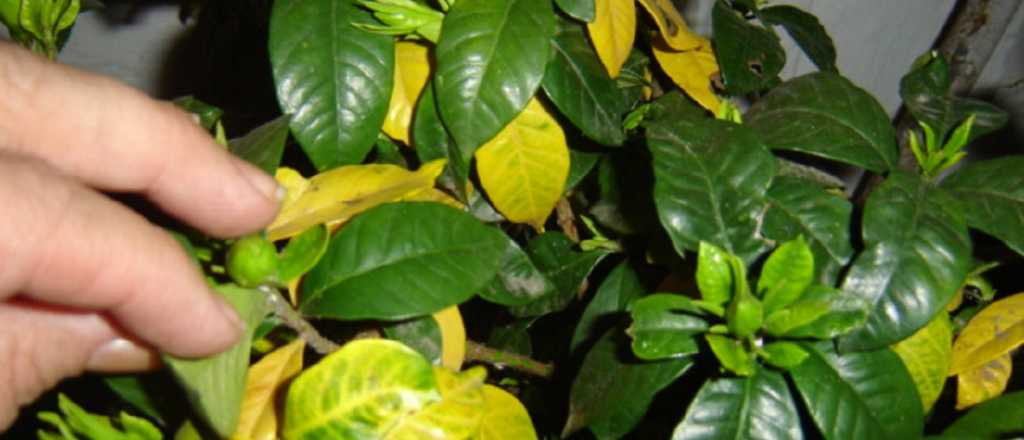 ¿Por qué las hojas de la planta se pusieron amarillas?