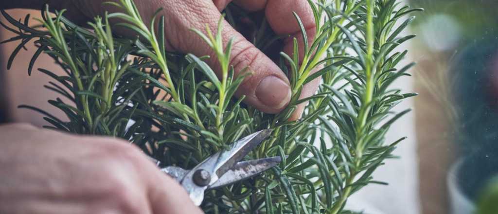 Para qu&eacute; sirve y c&oacute;mo cuidar tu planta de romero