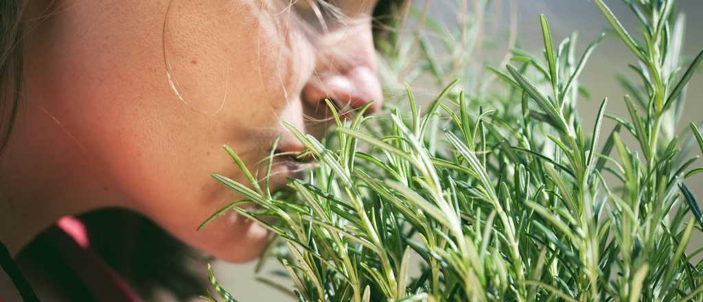 Tres plantas arom&aacute;ticas que atraen dinero 