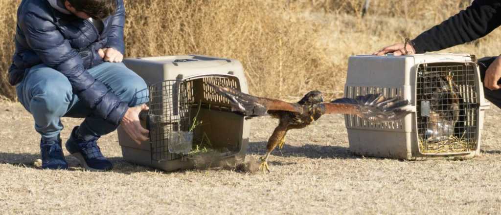 Liberaron aves curadas y rehabilitadas en el Ecoparque