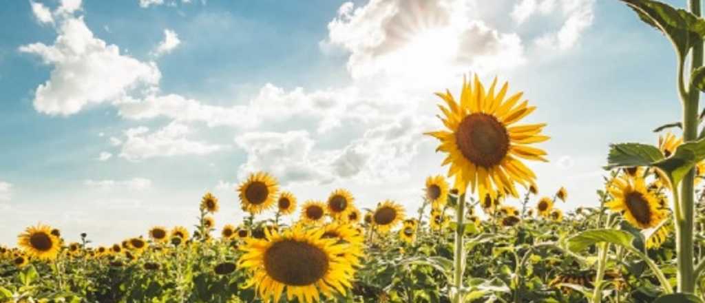 Elige una flor y descubre el desaf&iacute;o de tu vida